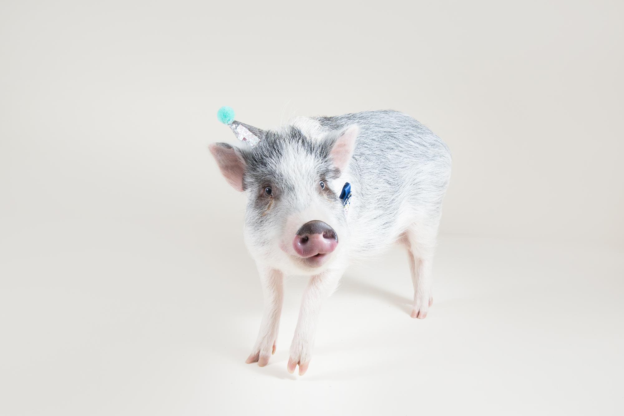 Mini pig in photo studio with a birthday hat