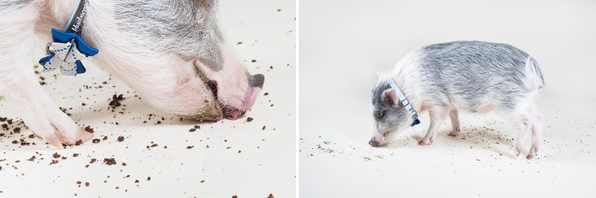 Close up of mini pig licking to clean up birthday cake crumbs