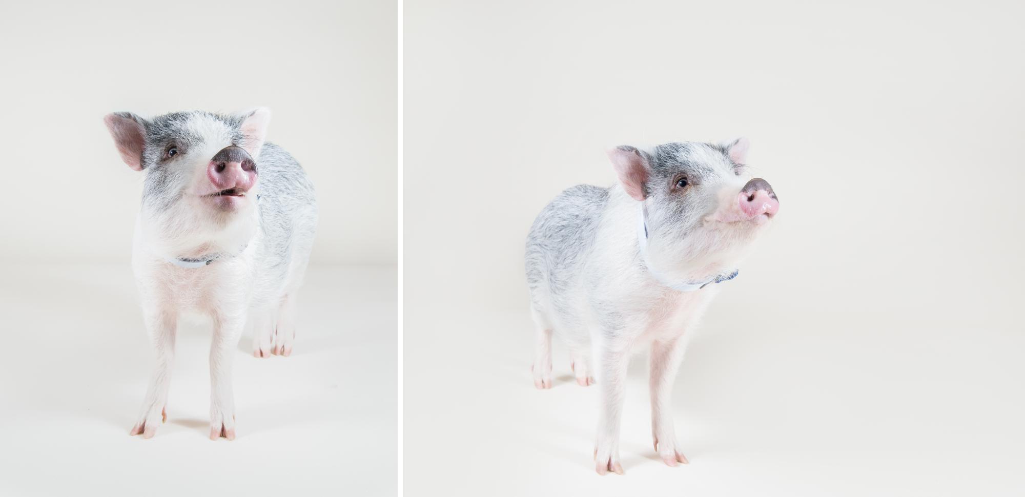Mini pig smiling in a photo studio