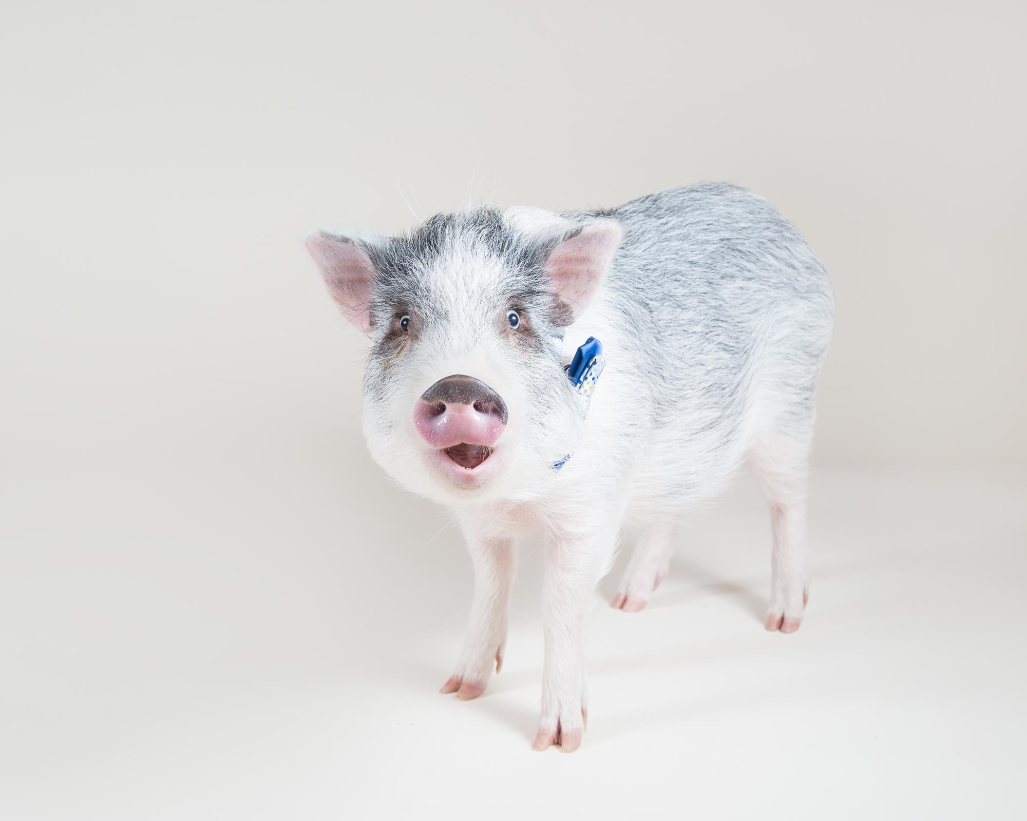Mini pig making a funny expression at a photo shoot