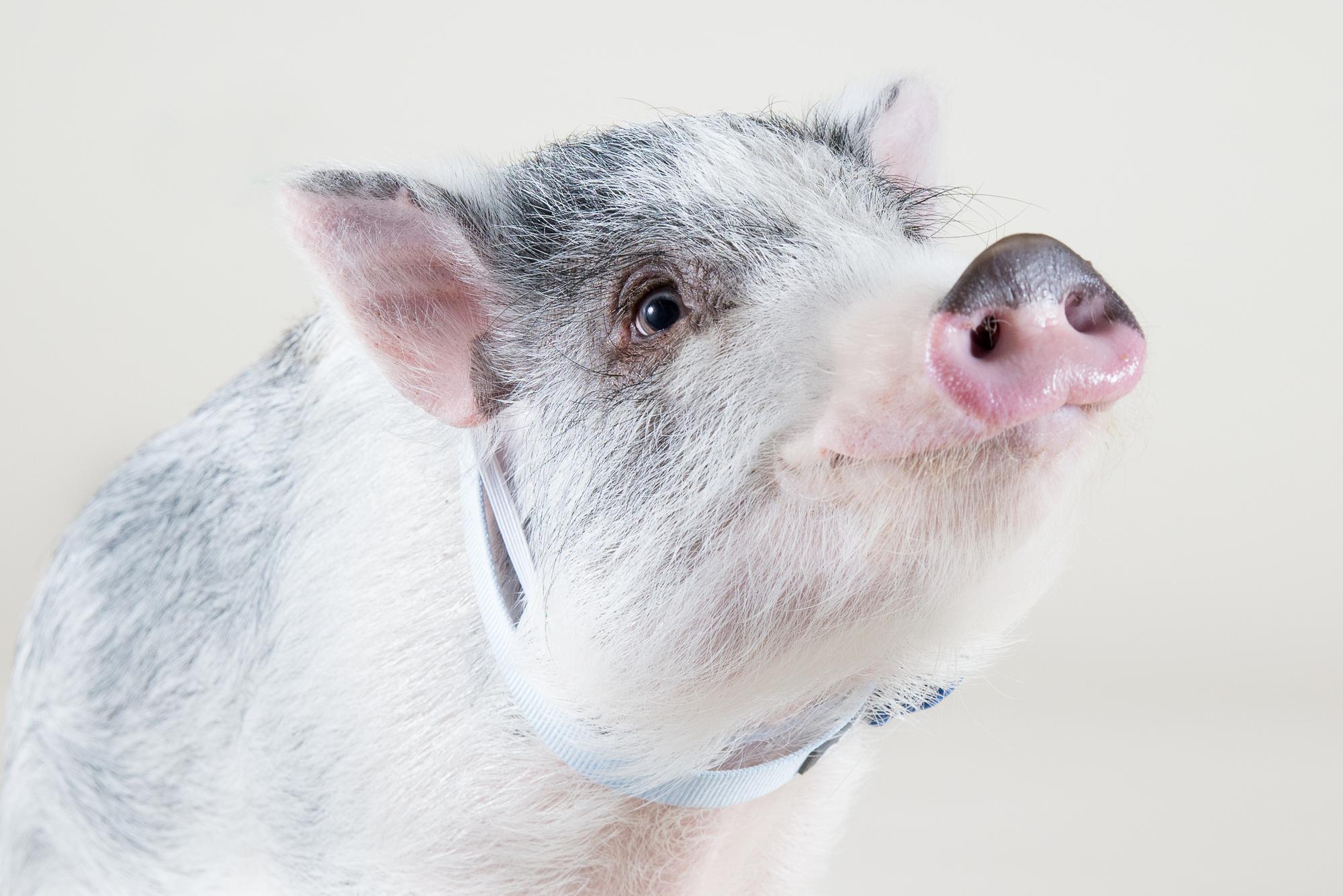 Close up of a mini pig smiling at the camera