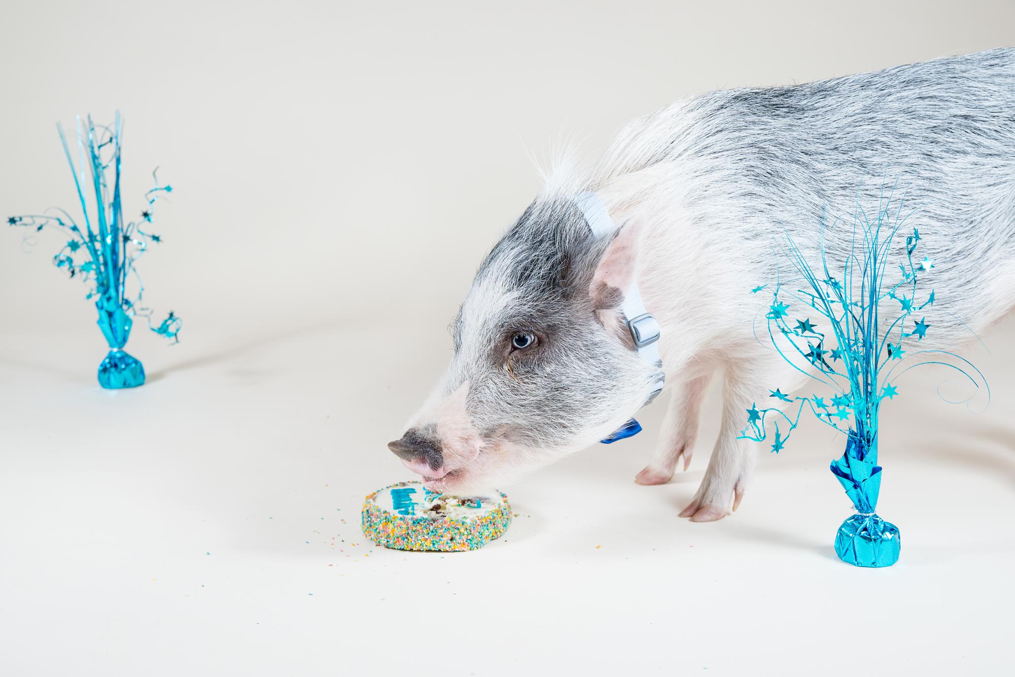 Mini pig eating a birthday cake