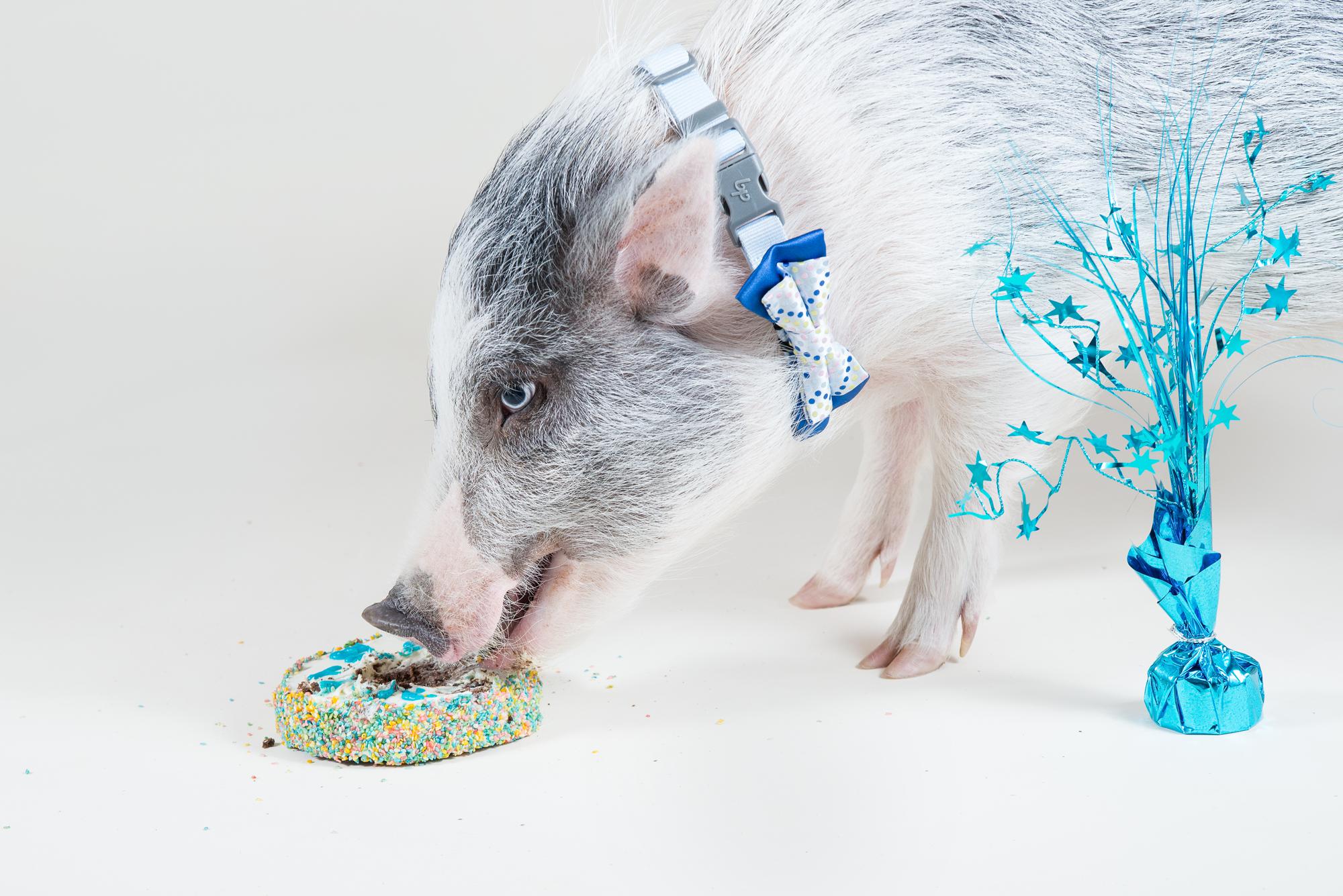 Mini pig wearing a bow eating a birthday cake