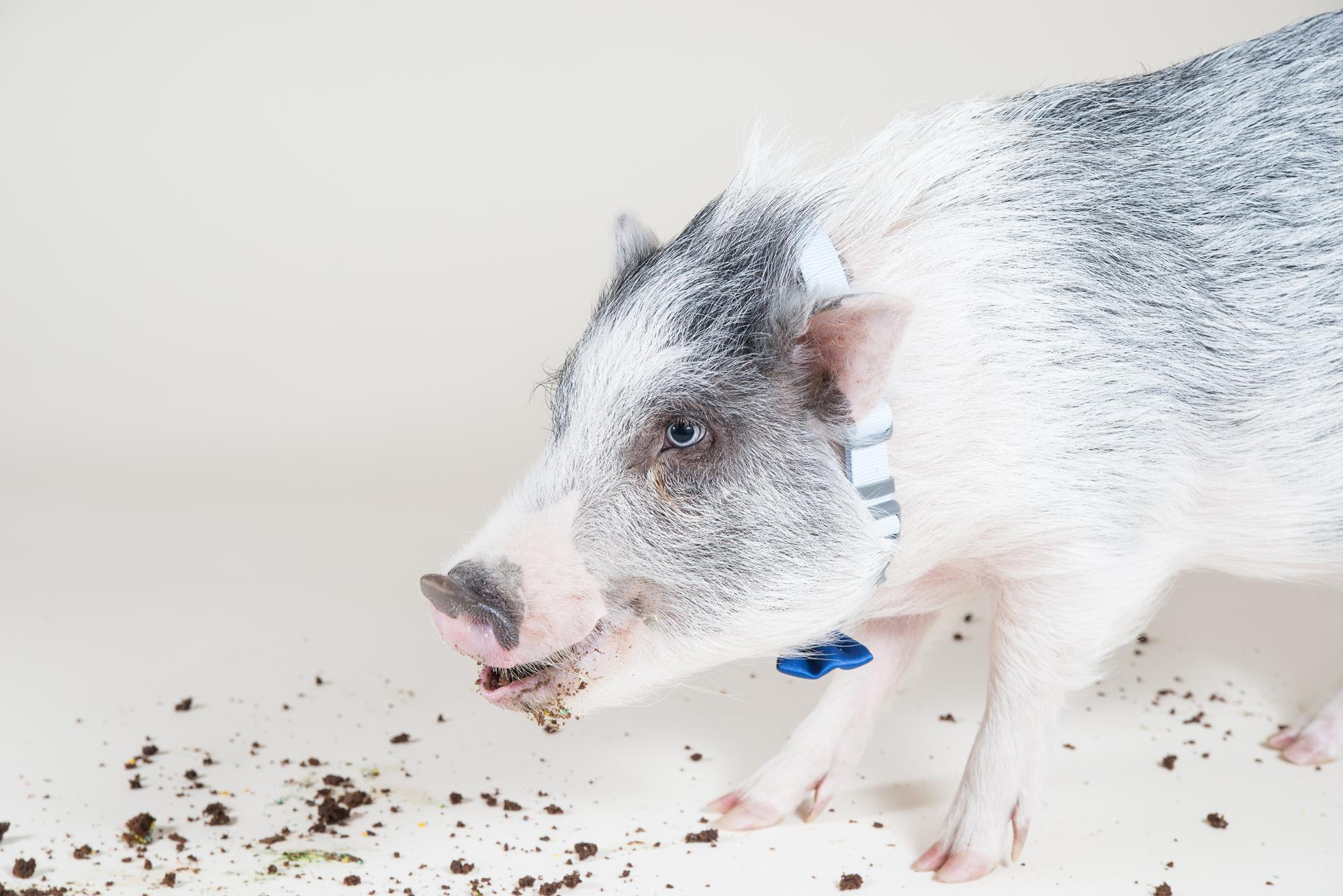 Close up of a mini pig eating a birthday cake